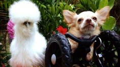 Zvierací kamoši sú hitom internetu. Biele načuchrané kura a čivava na vozíku