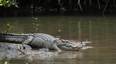 Tragédia v Indonézii: Krokodíl napadol ženu, počas záchrannej akcie usmrtil aj jej syna
