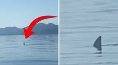 VIDEO: V Chorvátsku nakrútili žraloka. Viacerí sú presvedčení, že ide o veľmi nebezpečný druh