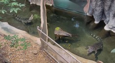 V Jihlave sa konajú krokodílie pytačky: Kriticky ohrozené siamské krokodíly stimulujú netradičnými metódami