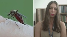 Obdobie sucha prináša menej komárov. Je tu však nebezpečný druh, ktorému sa darí aj bez dažďa, upozorňuje odborníčka