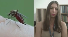 Obdobie sucha prináša menej komárov. Je tu však nebezpečný druh, ktorému sa darí aj bez dažďa, upozorňuje odborníčka