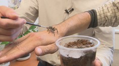 Viacerých Slovákov vyľakali pavúky pripomínajúce tarantuly. Zisťovali sme, či je dôvod na paniku