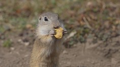 Nečakaný úkaz na Muránskej planine. Poslovia jari sa prebudili skôr