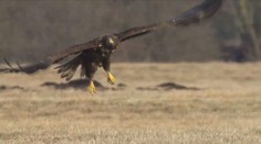 Váži aj osem kíl a vrhá tieň dlhý dva a pol metra, do života Orliaka morského môžete nazrieť cez webkameru