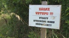 V najväčšom slovenskom okrese sa šíri africký mor ošípaných. Pribúdajú obce so zákazom vstupu do lesa
