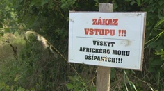 V dvoch poľovných revíroch v Rajeckej doline potvrdili mor ošípaných
