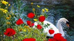 Zdrogované labute na makovom poli si chodia fotiť turisti. Nepovolený vstup na pole je trestný