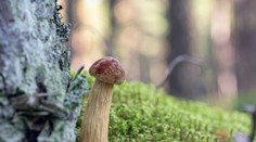 Invázny hríb z Ameriky mení hubárčenie v Európe. Je veľmi chutný, prináša však aj negatíva