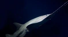 FOTO: More na Floride vyplavilo zdochlinu rekordne veľkého piliara. Išlo o gravidnú samicu