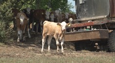 Traktorista, ktorý nechtiac otrávil 70 kráv vodou znečistenou močovinou, spoznal trest