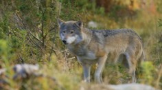 V zime by mohlo na Slovensku padnúť 74 vlkov. Návrh ministerstva narazil na kritiku odbornej verejnosti