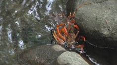 Čistá voda na Zemplínskej šírave neláka len rekreantov, teraz je plná rakov