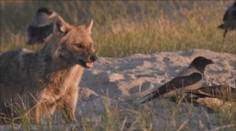 Ešte nedávno boli len exotickými návštevníkmi: Šakaly vytláčajú z lesov pôvodnú zver