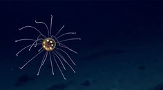 Tá je ale krásna. Vedci objavili záhadnú medúzu