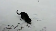 Pozrite sa, ako vystrája. Mačka videla sneh prvýkrát