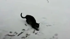 Pozrite sa, ako vystrája. Mačka videla sneh prvýkrát