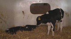 V Česku sa narodili rekordné trojčatá