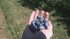 Záhradkárčenie sa nekončí. Nastal ideálny čas na vysádzanie obľúbeného ovocia