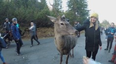 Vo Vysokých Tatrách si nevedia poradiť s nebojácnym jeleňom. Stále pýta čosi pod zub