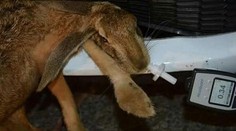 Nemiestne žarty! Polícia vydala stanovisko k fotke, ktorá kolovala Facebookom