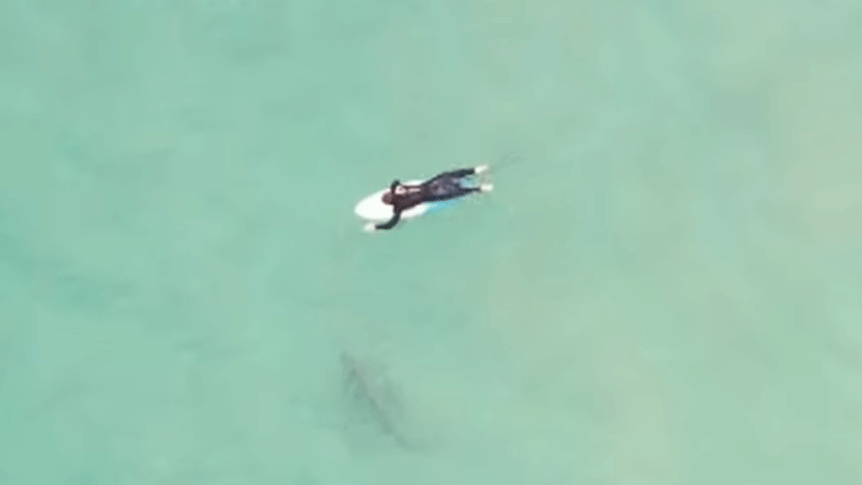 Dron zachytil stretnutie surfistu so žralokom. Takéto niečo sa nestáva často
