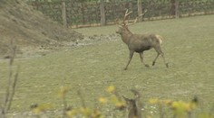 Vladimír, ktorého napadol na družstve jeleň, podľahol zraneniam