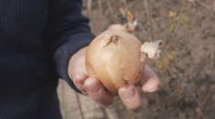 Predpovede o tuhej zime potvrdila aj stará pranostika. Naši meteorológovia nechcú robiť predčasné závery