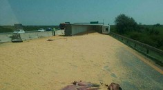 Na D1 v smere do Trnavy sa prevrátil kamión, ktorý prevážal kukuricu: Diaľnicu museli uzavrieť