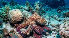 VIDEO: Chobotnice sú ešte inteligentnejšie, ako sme si mysleli. Vedci u nich objavili nečakanú schopnosť