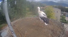 Kým súrodenci lietali, on sám čakal v hniezde. Príbeh bociana na Liptove sledovali tisíce očí so stiahnutým hrdlom