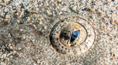 VIDEO: Mysleli si, že už úplne vyhynul. Pri pobreží Walesu nakrútili jedného z najohrozenejších tvorov oceánov