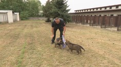 Musia byť nebojácni, zvedaví a učenliví. Navštívili sme chovnú stanicu policajných psov