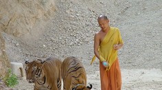 Jedna z najväčších atrakcií Thajska čelí nevídanému škandálu