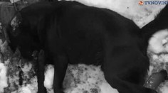 Muž, ktorý zastrelil susedovi psa, už pozná svoj trest