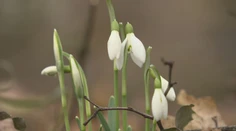 Vo februári zvyčajne vrcholí zima, v sobotu padali teplotné rekordy. Zobudili sa aj medvede v zoo