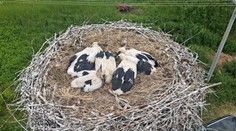 Nazreli sme do bocianích hniezd. Pod Tatrami a na Spiši hovoria o plodnom roku