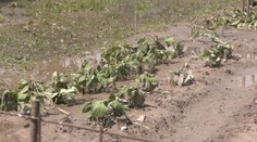 Voda môže do záhrady priniesť čokoľvek. Je dôležité porozmýšľať, či úrodu zjesť alebo vyhodiť