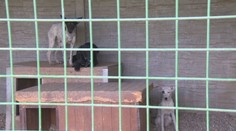 Z domu plného utrpenia zachránili devätnásť psov, majiteľka ich tam nechala napospas osudu