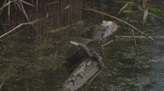 Populácia korytnačky močiarnej je kriticky ohrozená. Pozreli sme, čo pre jej záchranu robia ochranári