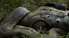 Je to vonku! Video, ako sa muž nechal zožrať zaživa hadom