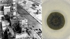 Vedci objavili v Černobyle nový organizmus. Môže ho poháňať „energia“, ktorá by ľudí zabila