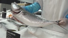 Kaprov bude na Vianoce dostatok a výrazne nezdražejú