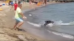 VIDEO: Na nemeckú pláž sa z mora vyrútil diviak, dovolenkár sa po ňom zahnal lopatou