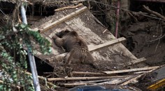 Tbilisi: Tiger, ktorý ušiel počas záplav zo ZOO, zabil človeka