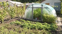 Pretrvávajúce horúčavy trápia aj záhradkárov. Úroda im predčasne padá zo stromov