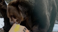 Nečakaná smrť v bratislavskej zoo. Zomrel legendárny medveď Félix