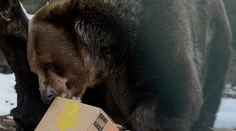 Nečakaná smrť v bratislavskej zoo. Zomrel legendárny medveď Felix