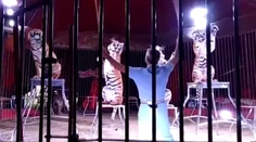 Svetoznámy krotiteľ doplatil na svojú vášeň. Počas prípravy na šou ho roztrhali tigre
