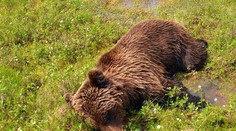 Medveď vytiahol zo stanu spiaceho muža a ťahal ho do lesa aj s kamarátom visiacim na nohe